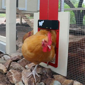 Poultry Farm Automatic Chicken House Door