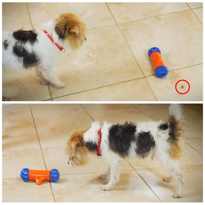 Mobile Automatic Dog Toy
